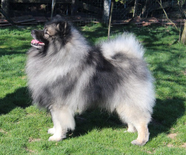 Německý Vlčí špic Wolfsspitz Keeshond B Šumbarský Pramen