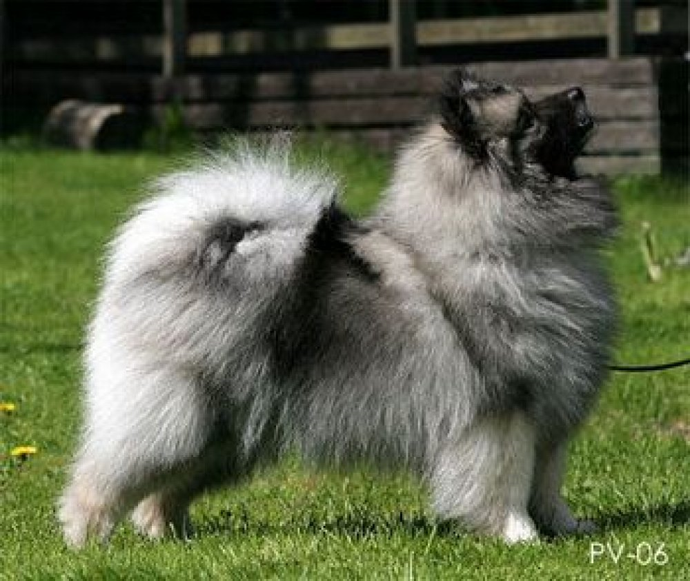 Německý špic Vlčí Keeshond Xena Šumbarský Pramen