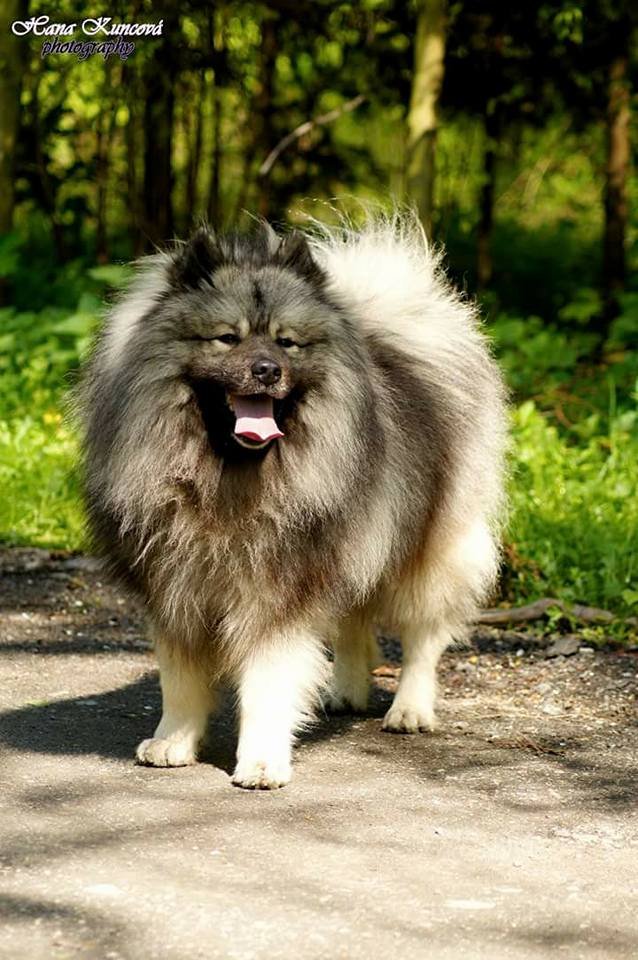 Německý Vlčí špic Wolfsspitz Keeshond Z Šumbarský Pramen