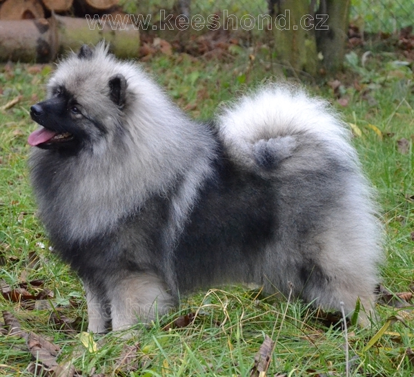 Německý špic Vlčí Wolfsspitz Keeshond Šumbarský Pramen And Karamit Nova