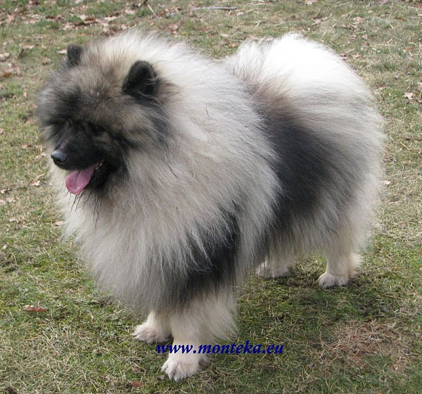 Německý Vlčí špic Wolfsspitz Keeshond D Šumbarský Pramen