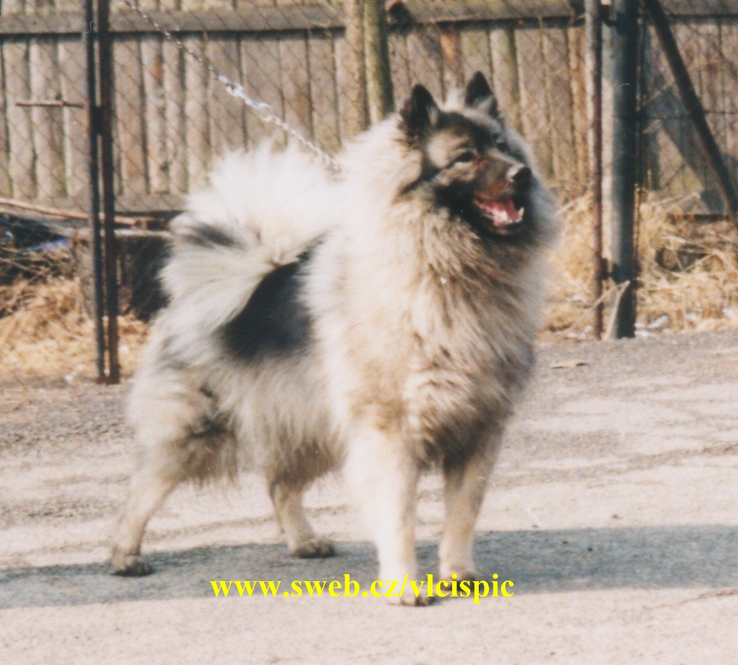 Německý špic Vlčí Keeshond Zolly Šumbarský Pramen